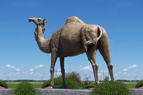 Large Bronze Camel Statue Zoo Decoration for Sale BOKK-390