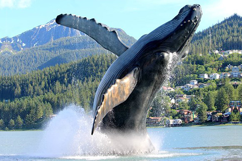 Large Bronze Whale Statue Outdoor Public Project for Sale BOKK-983